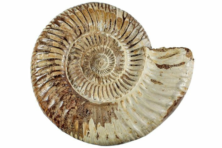 Jurassic Ammonite (Perisphinctes) - Madagascar #227481